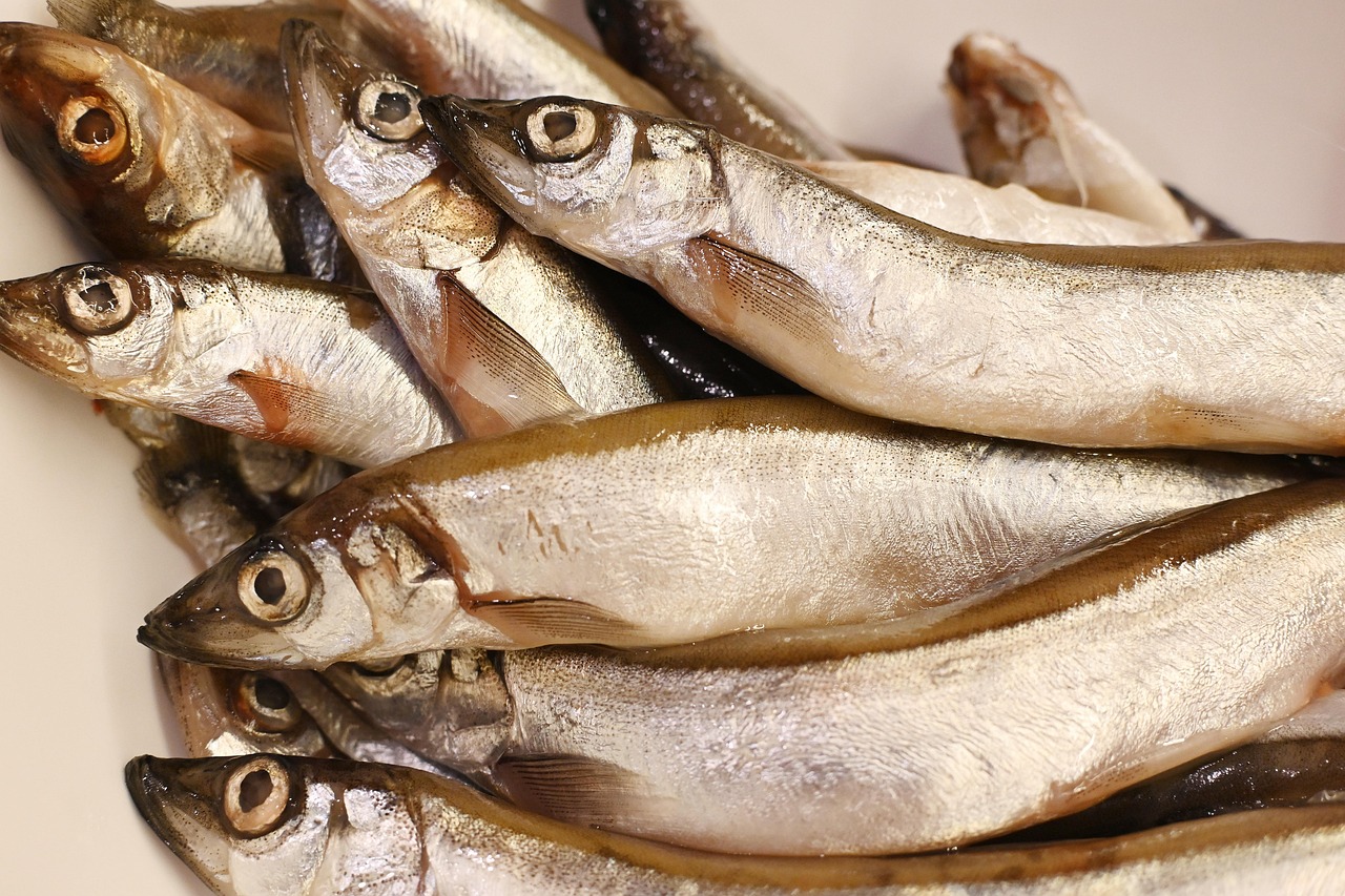 Nem todo peixe é sinônimo de saúde: espécies grandes e predadoras podem acumular mercúrio e oferecer riscos silenciosos ao cérebro e ao sistema nervoso /Pixabay