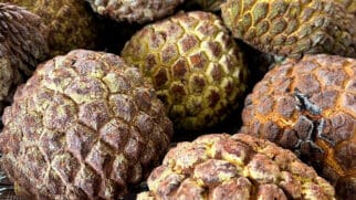 Campos Novos Paulista carrega o título de "Cidade do Marolo", fruto exótico que lembra a fruta-do-conde e a atemóia, podendo chegar a até dois quilos