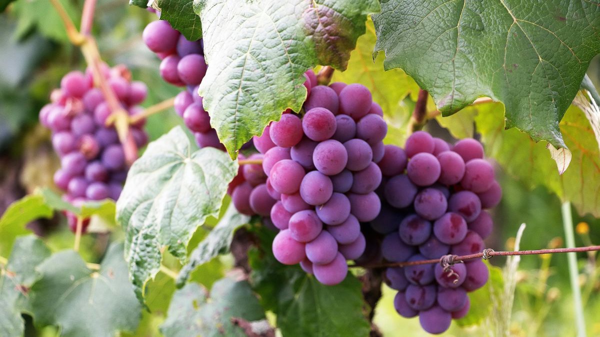 Uva: Excelente fonte de energia rápida para os dias de festa, além de conter resveratrol, que protege o sistema cardiovascular no calor/Pexels