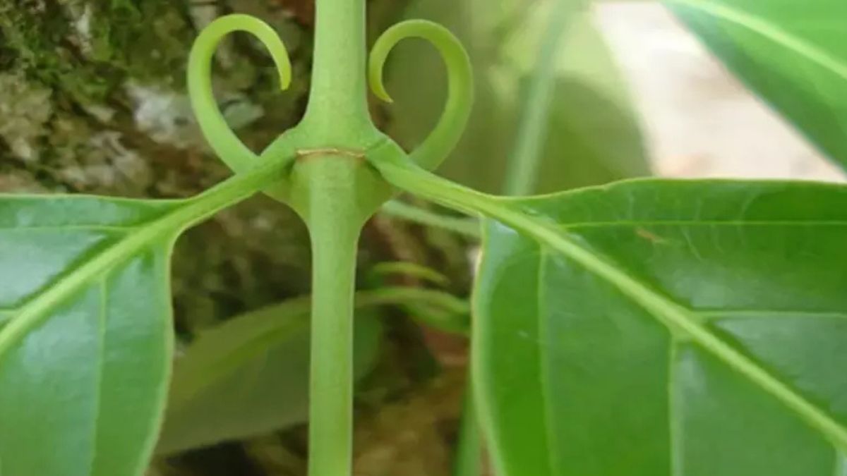 Usada há séculos na Amazônia, ela ajuda a modular o sistema de defesa e combater antioxidantes.
