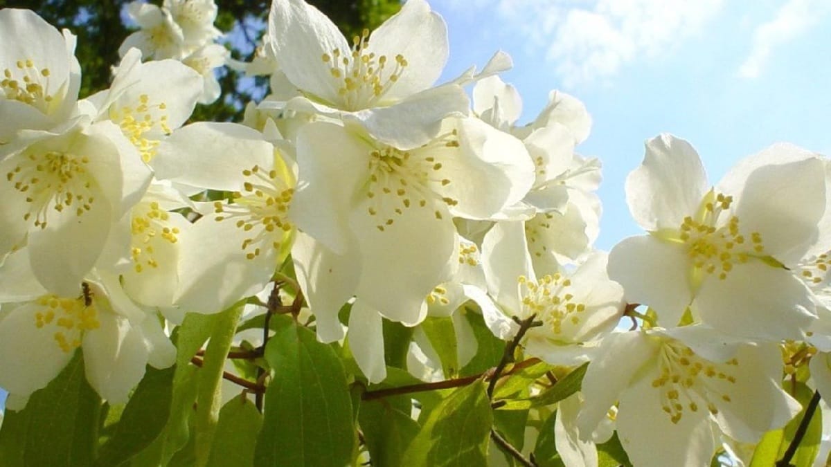 Chá ou aromaterapia com jasmim ajudam a melhorar o sono e aliviar a tensão acumulada do dia a dia /Pixabay