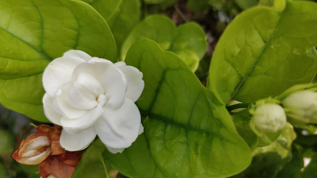 Conhecido pelo perfume marcante, o jasmim também é um poderoso aliado natural contra o estresse e a ansiedade /Pixabay