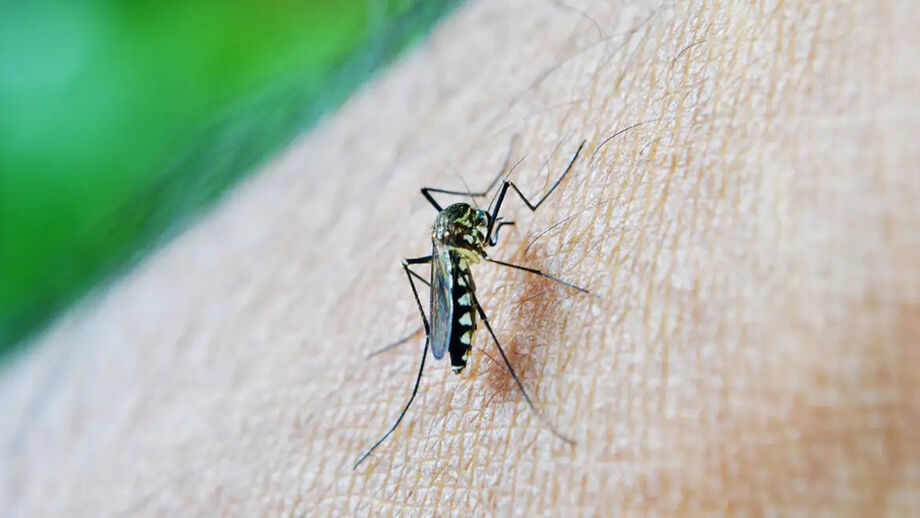 Após 17 anos de estudos, cientistas brasileiros desenvolveram um Aedes aegypti com uma bactéria que impede a multiplicação de vírus como dengue, zika e chikungunya