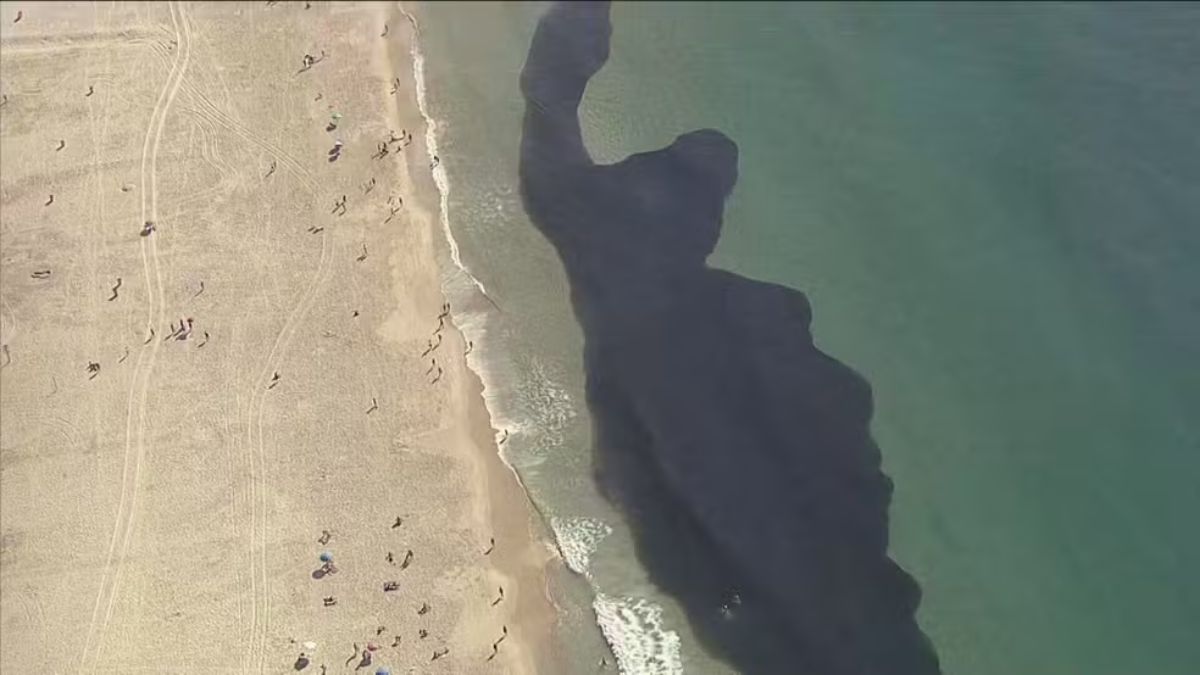 Em um primeiro momento, a mancha pode parecer poluição, mas vista de perto pode-se notar a alta quantidade de peixes ao redor dos banhistas (TV Globo/Reprodução)