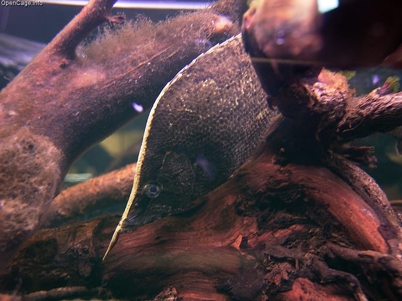 Peixe-folha/Wikipedia
