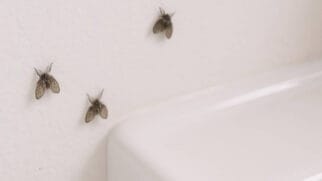 As famosas moscas de ralo gostam de banheiros onde a limpeza peca