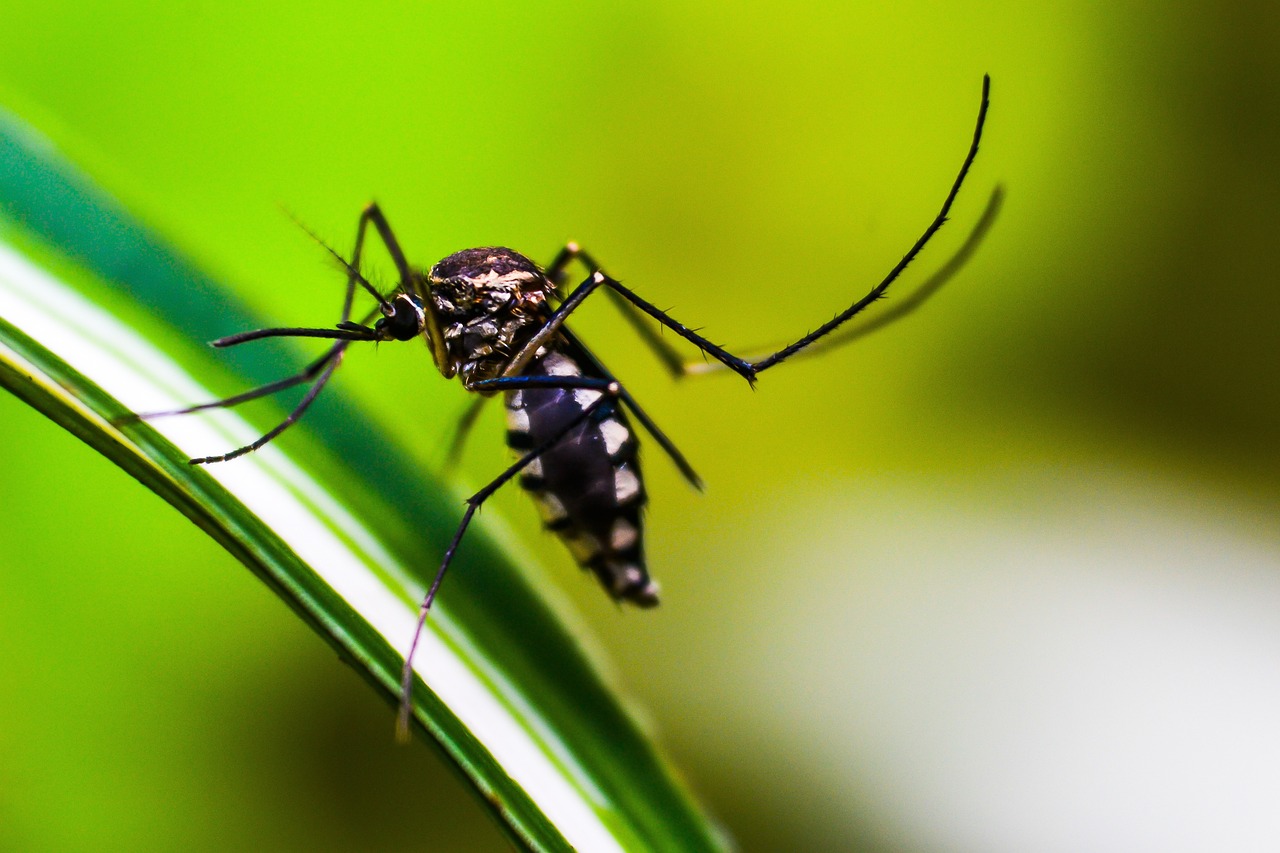 A bactéria inserida no mosquito é passada de geração em geração, tornando os insetos incapazes de transmitir doenças aos seres humanos