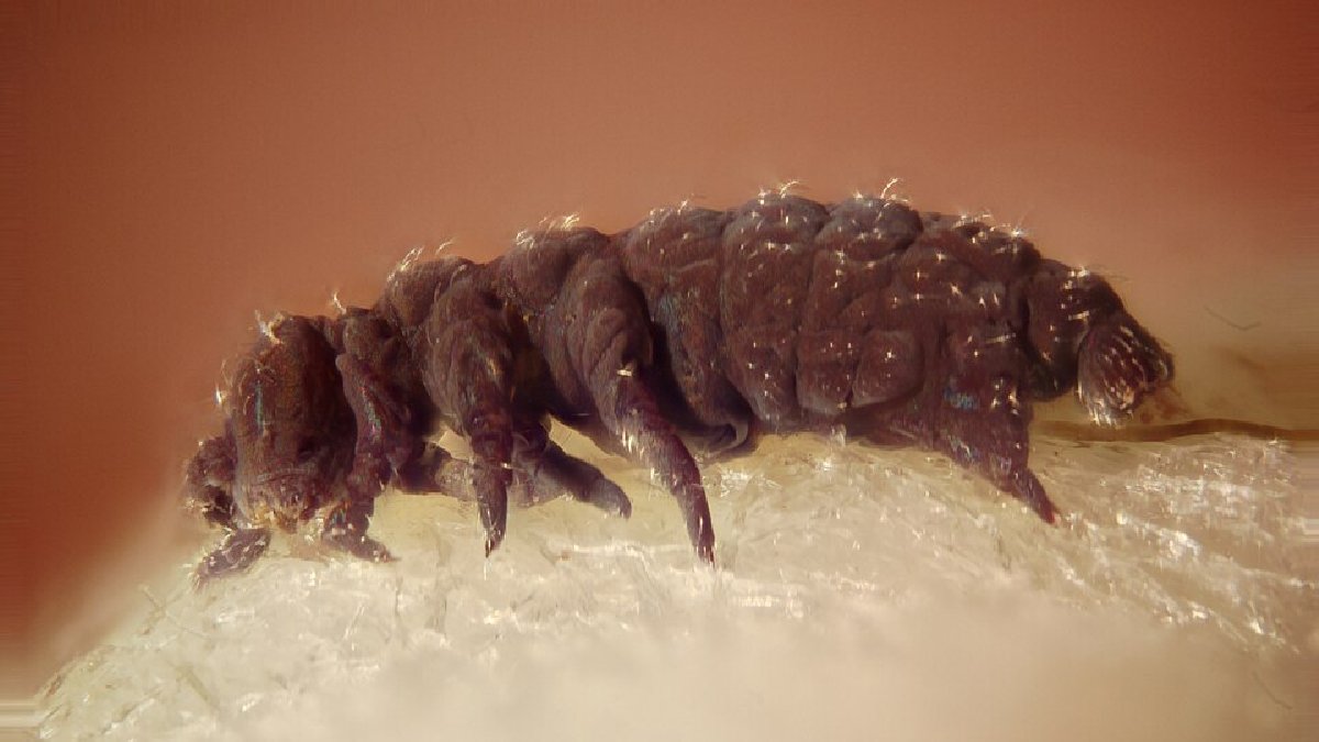Embora pequenos, os tardígrados estão entre os seres mais resistentes do planeta