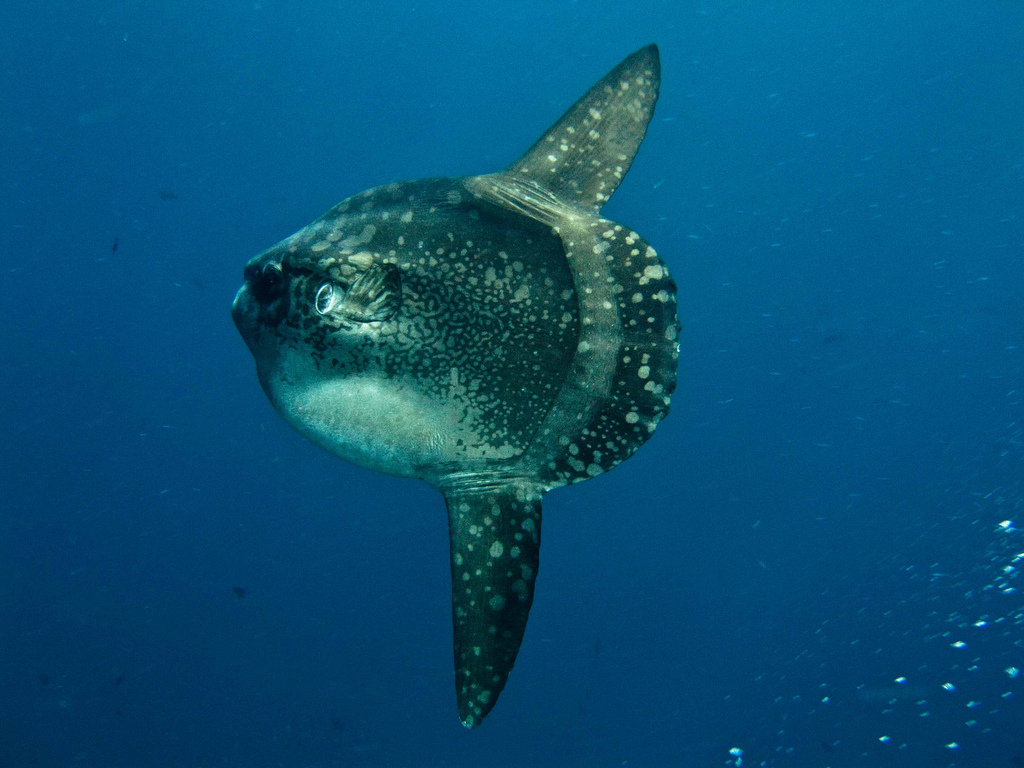 Peixe-lua/Flickr