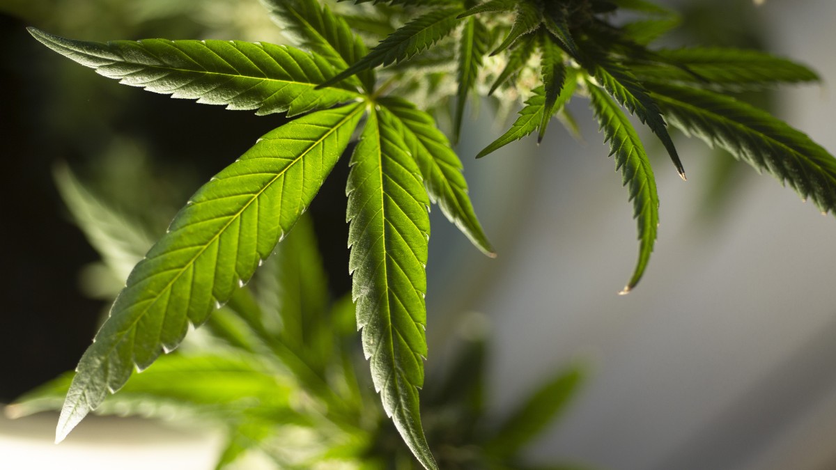 Pioneiros: em 2013, o Uruguai chocou o mundo ao ser o primeiro a legalizar a maconha estatalmente / Pixabay