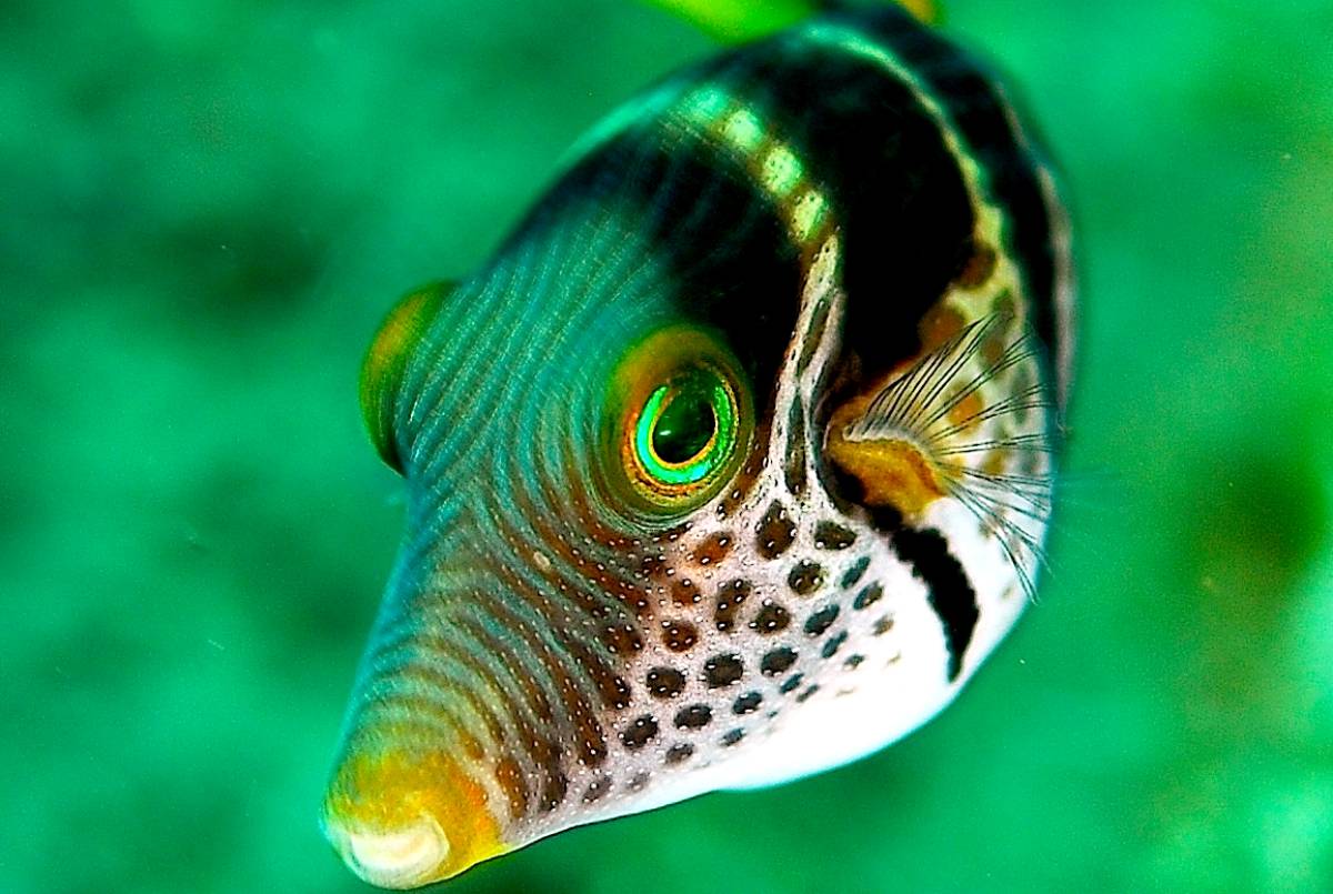 Peixe-balão/Wikepedia
