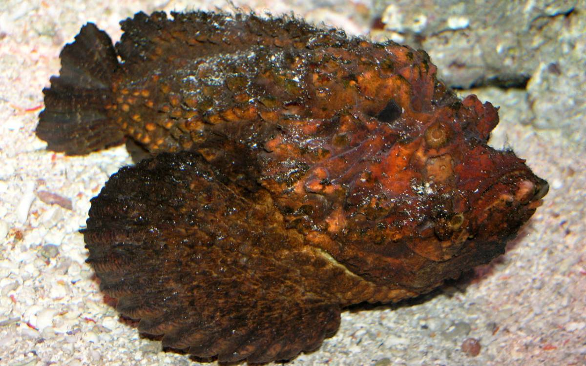 Peixe-pedra/Wikipedia