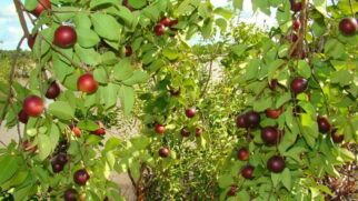 Estudos indicam que o camu-camu pode conter entre 1.600 e 3.000 miligramas de vitamina C a cada 100 gramas, um valor excepcional