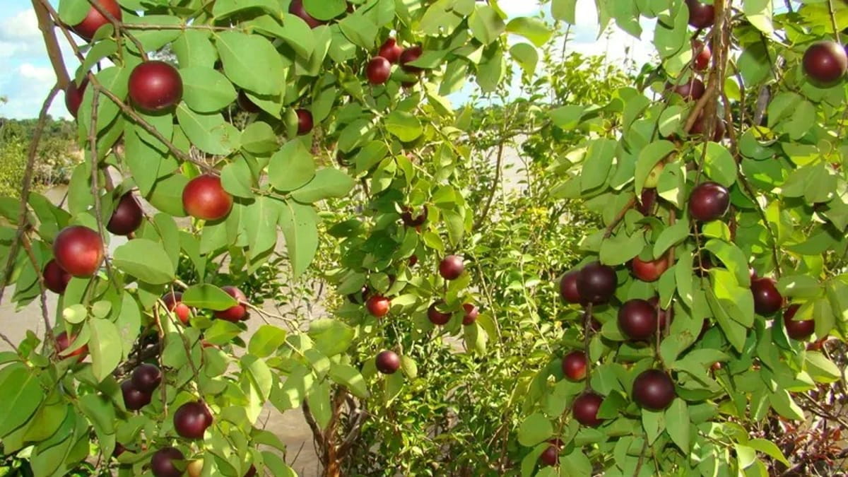 Estudos indicam que o camu-camu pode conter entre 1.600 e 3.000 miligramas de vitamina C a cada 100 gramas, um valor excepcional