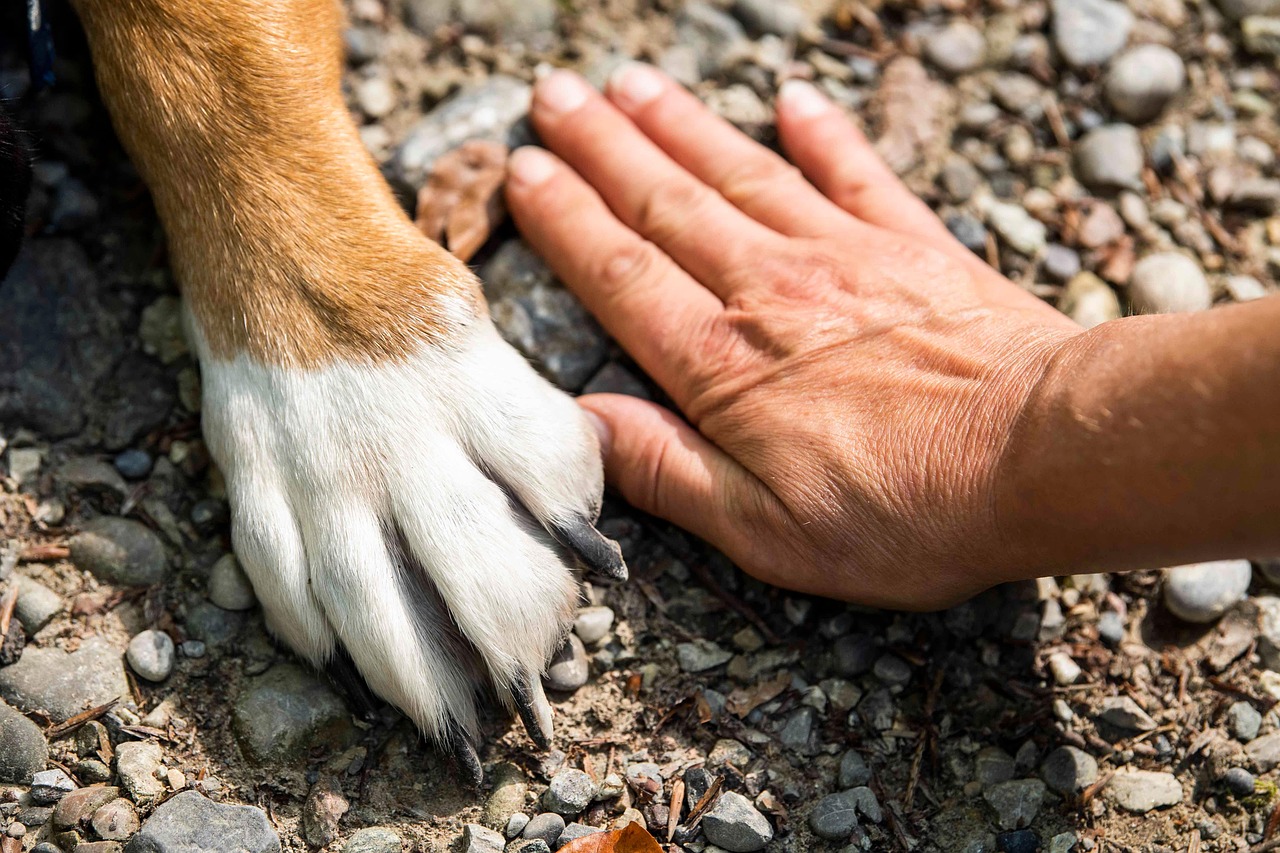 A relação com animais contribui para a construção da autoconfiança e da autoestima /Pixabay