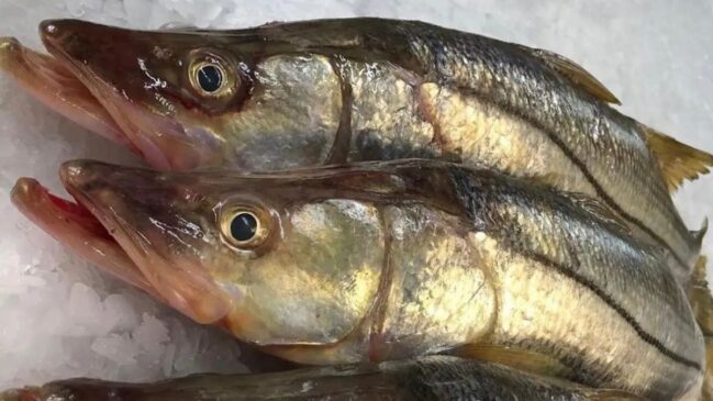 Este peixe é considerado um dos alimentos mais saudáveis do mundo