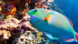 O oceano funciona como um museu vivo repleto de criaturas extraordinárias, conheça algumas