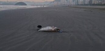 Além disso, o peixe estava sendo cercado por urubus, aves conhecidas por seguirem rastros de animais em decomposição