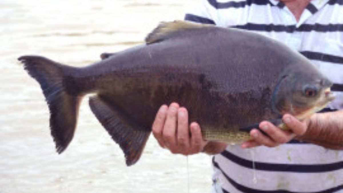 O tambaqui é um dos peixes mais tradicionais da culinária amazônica