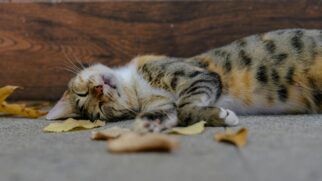 Temperaturas altas exigem atenção redobrada dos tutores de felinos