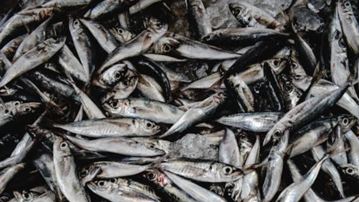 Em relação ao preço, enquanto 1 kg de bacalhau custa, em média, R$ 60, o tamboril sai por volta de R$ 16 (Pixabay/Pexels/Imagem Meramente Ilustrativa)