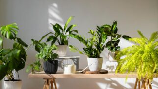 Do bambu da sorte na entrada ao lírio da paz na sala, veja como usar o verde para organizar a energia do lar sem excessos