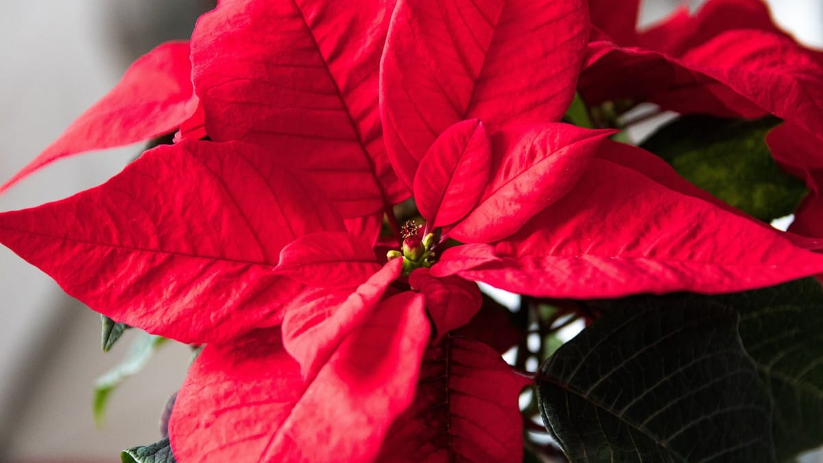 A Flor-de-Natal precisa de boa luminosidade, mas sem exposição direta ao sol forte / Pixabay