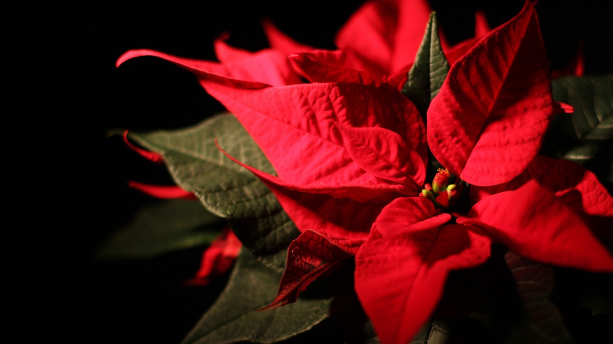Mantenha a Flor-de-Natal em local protegido de ventos e mudanças bruscas de temperatura / Pixabay