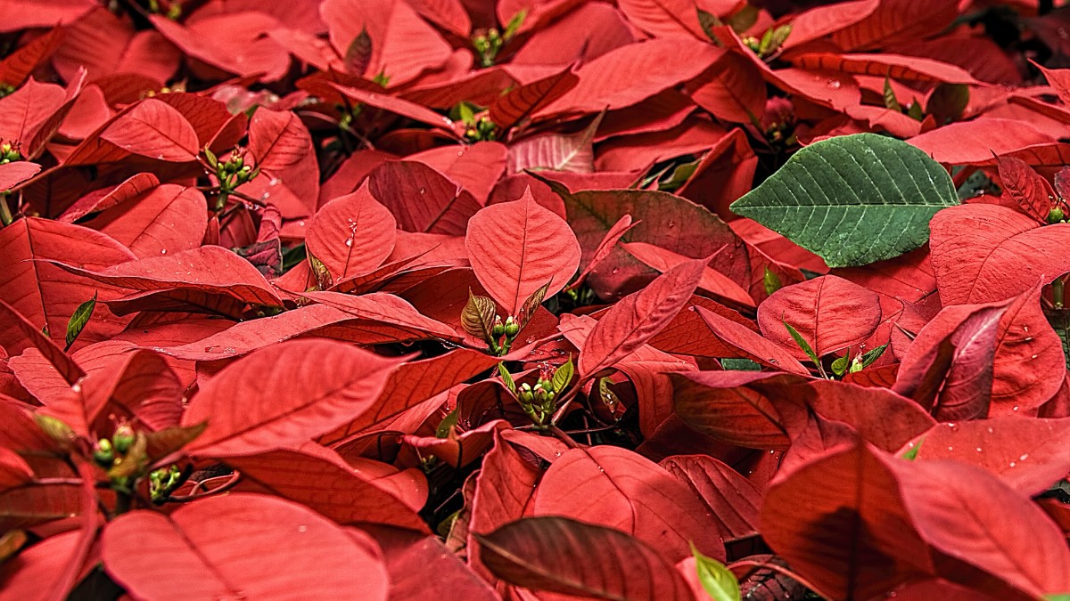 O solo deve ser bem drenado para garantir o desenvolvimento saudável da planta / Pixabay