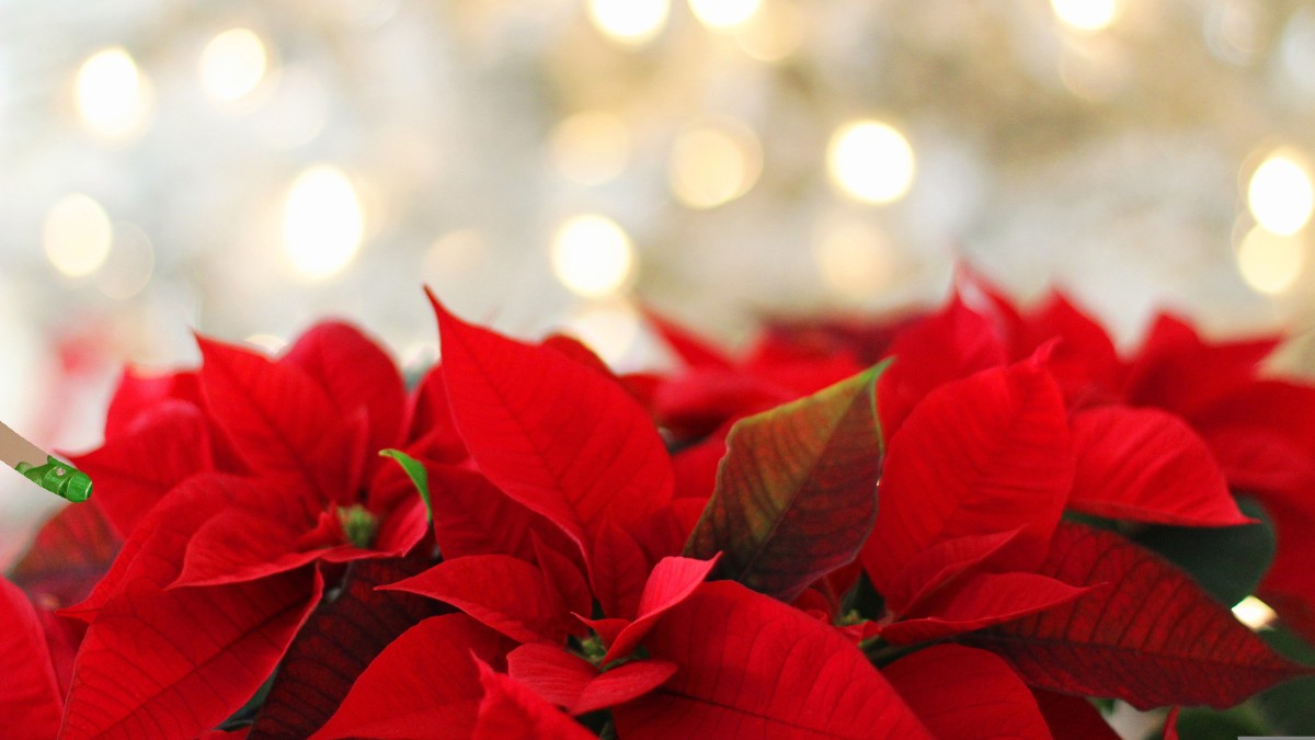 Para manter as folhas coloridas, a planta precisa de períodos diários de escuridão / Pixabay