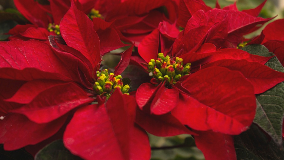 Após a floração, faça podas leves para estimular novos brotos e prolongar a vida da planta / Pixabay