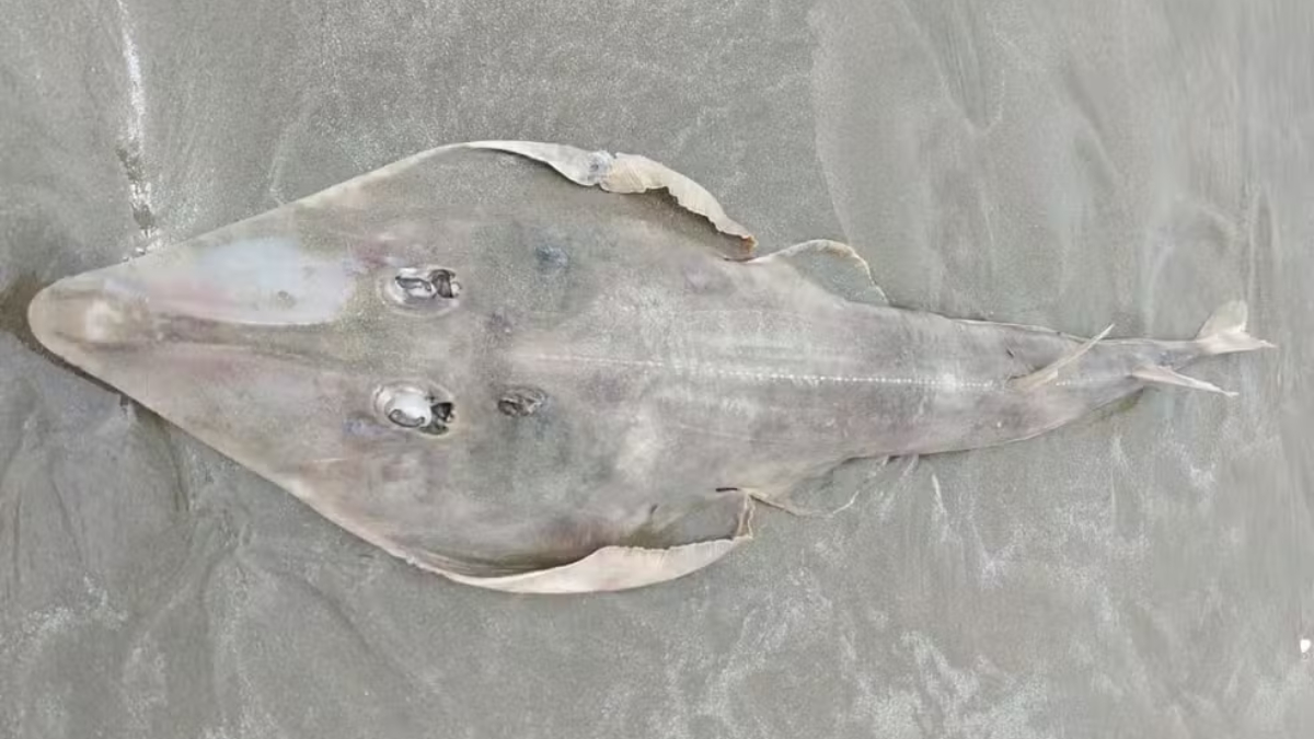 O animal foi localizado pelo aposentado Edson Tadei durante uma caminhada matinal