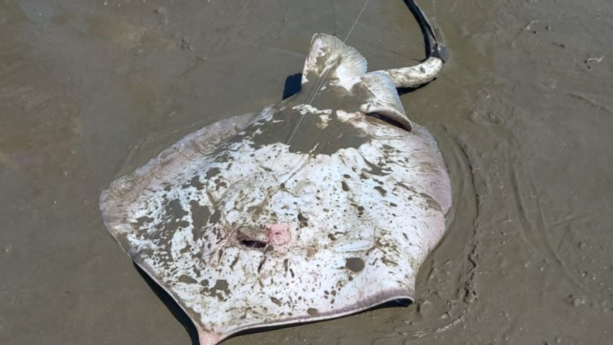 Uma raia-manteiga foi encontrada na manhã deste domingo (7) na faixa de areia da praia do Boqueirão