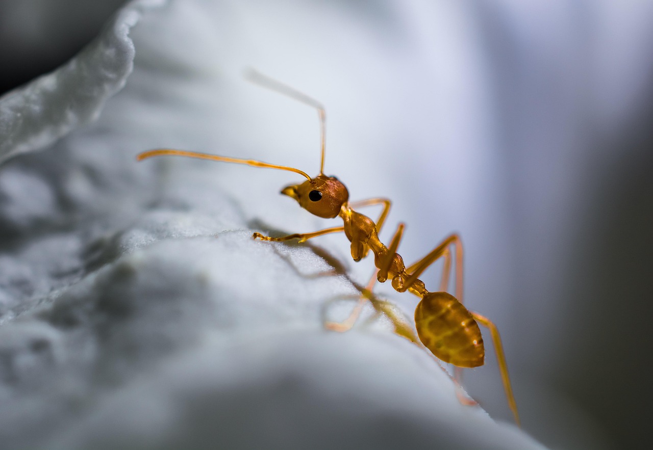 Há quem sobreviva imitando: uma aranha copia forma e movimento para não ser atacada /Pexels