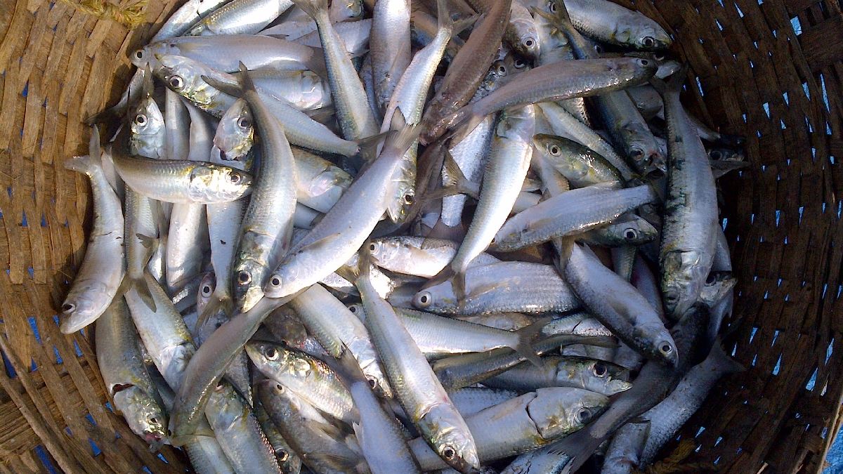 Informação é a melhor aliada na alimentação: conhecer a origem e o porte do peixe ajuda a evitar a exposição excessiva a toxinas ambientais /Pixabay