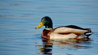 Consegue ver os pés de pato nadando?