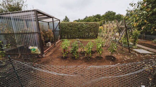 Timon Reinhard/Pexels