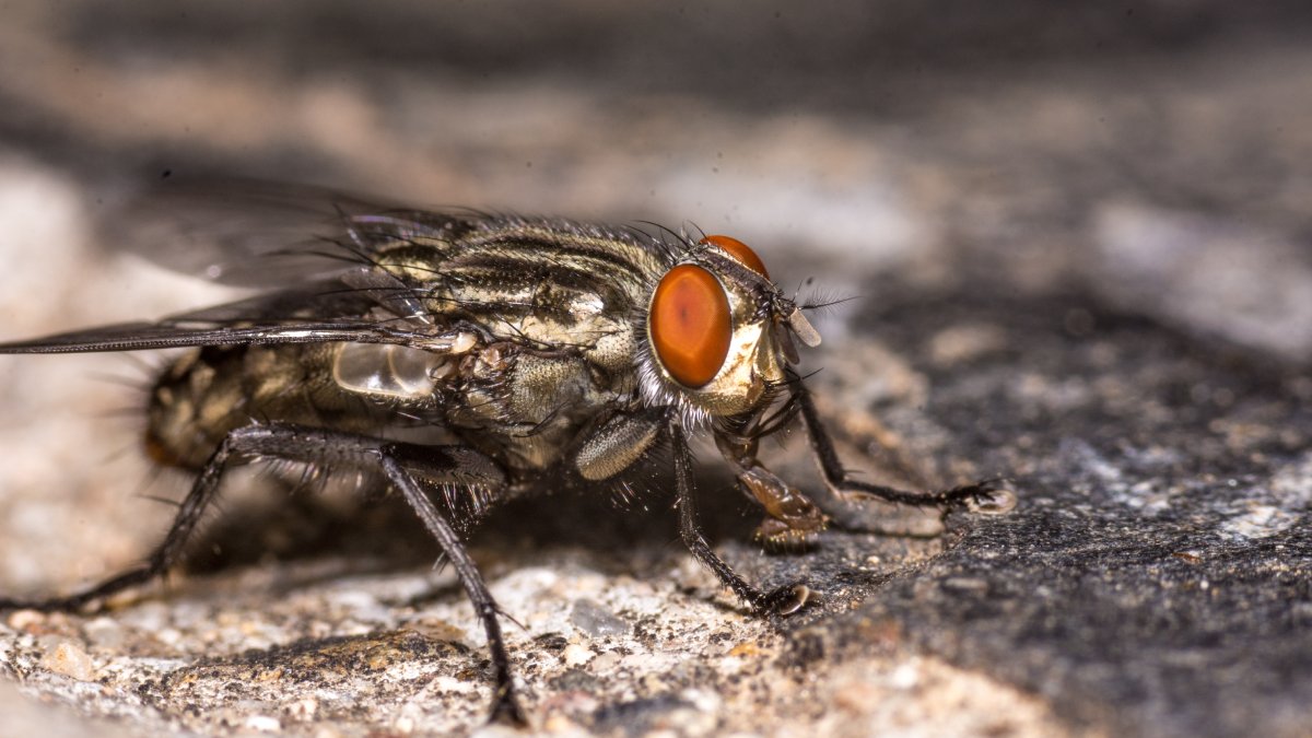 O diagnóstico precoce é muito importante para o tratamento da doença
