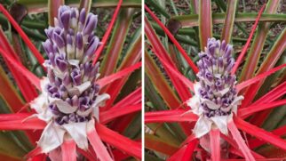 As folhas são rígidas e apresentam espinhos em ambos os lados