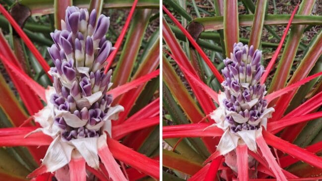 As folhas são rígidas e apresentam espinhos em ambos os lados