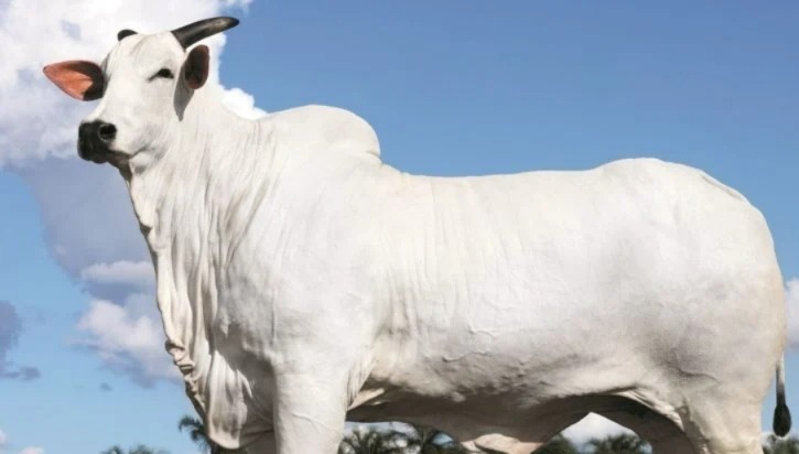 Filha de uma das matrizes mais importantes do país e de um touro de destaque, Donna reúne características extremamente desejadas no melhoramento genético