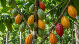 Atualmente, o município se destaca não apenas pela produção agrícola, mas também pela transformação do cacau em produtos de alto valor agregado