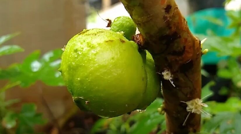 Cultivada principalmente na região Sudeste, com destaque para áreas dos estados de São Paulo e Minas Gerais, a jabuticaba-branca é encontrada sobretudo ao longo do Rio Doce e na Zona da Mata mineira