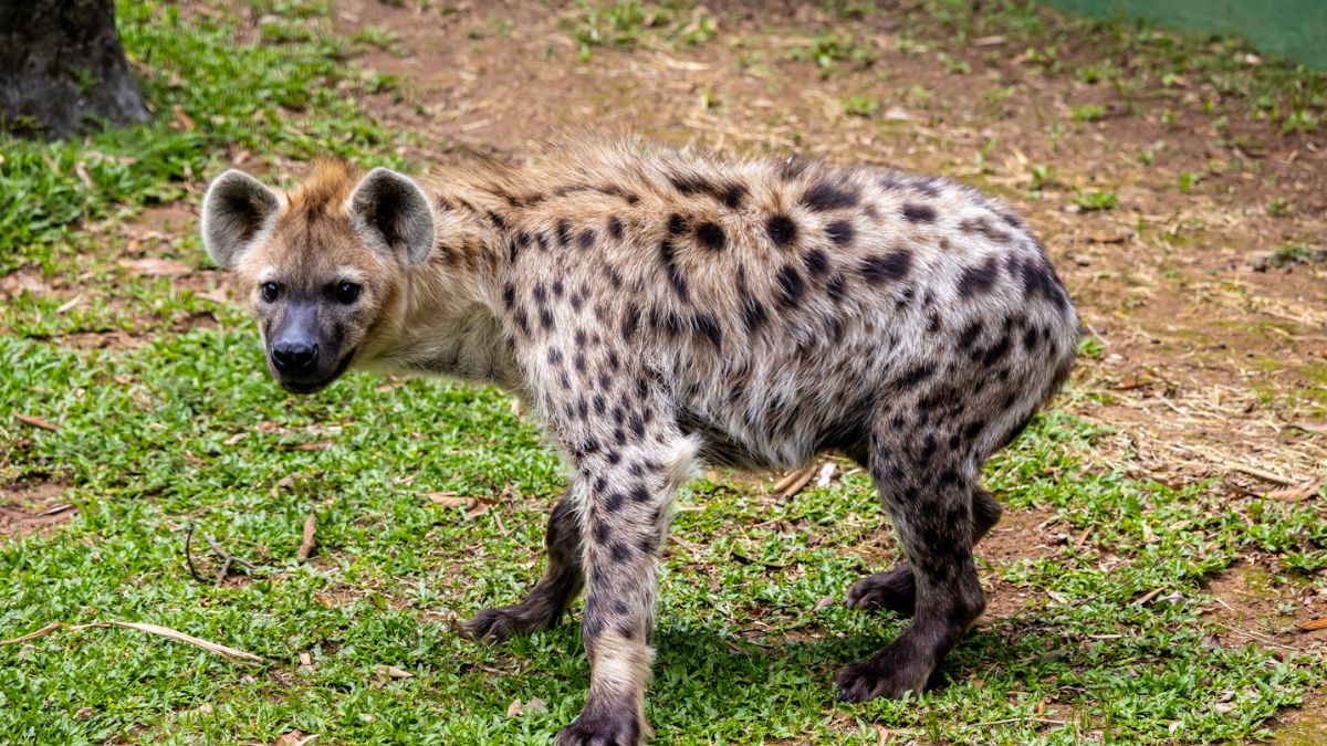 Divulgação/Zoologico de SP