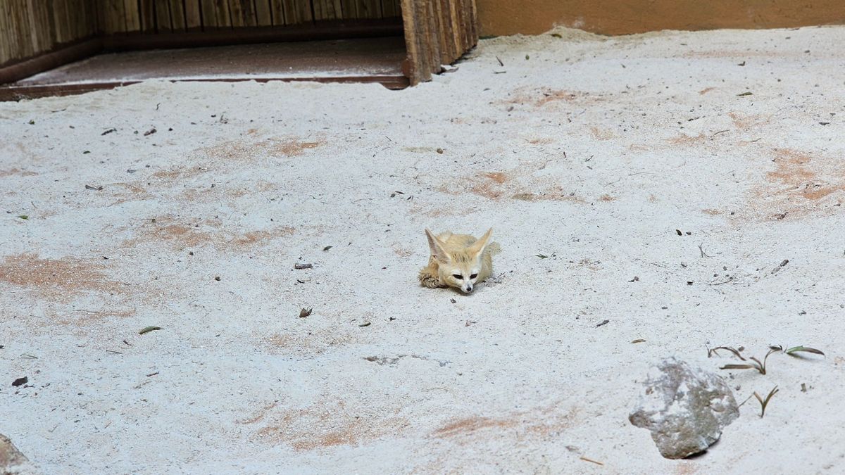Divulgação/Zoologico de SP