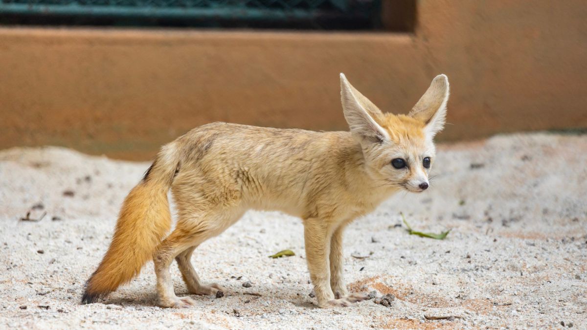 O Zoologico de São Paulo recebeu novos moradores