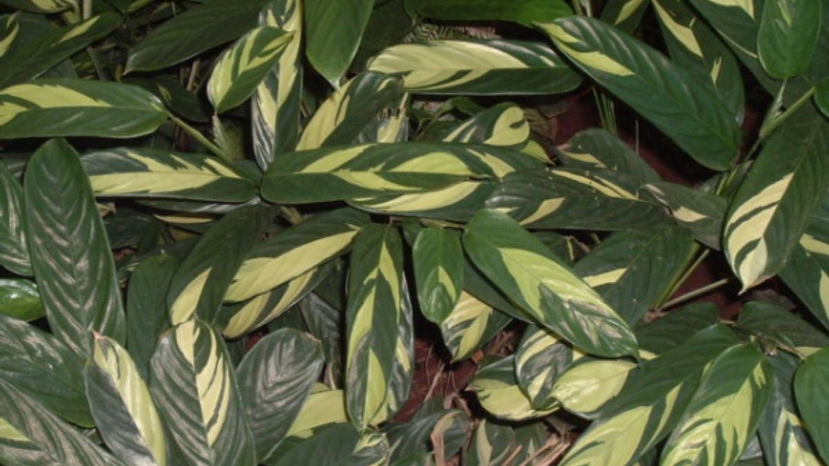 Maranta: Folhas coloridas, ideais para locais com pouca luz./Wikipedia