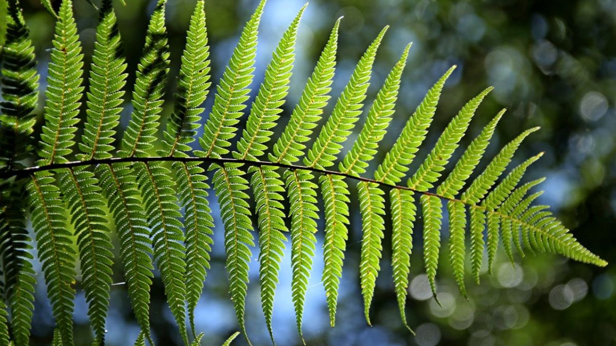 Por isso devemos realizar algumas ações dentro de casa que podem ajudar a controlar isso, como usar plantas como samambaias, jiboia e a espada-de-são-jorge (Pixabay/Pexels)