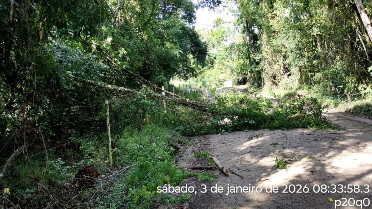 Os temporais derrubaram árvores, bloquearam estradas