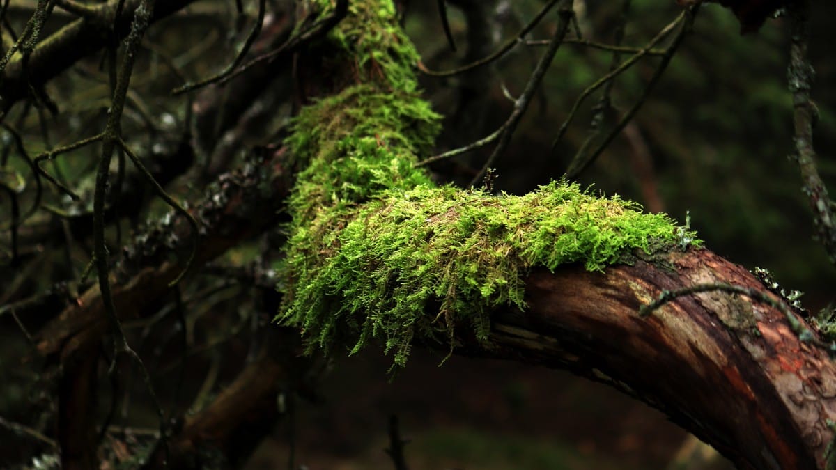 O musgo não tem raízes verdadeiras e absorve água e nutrientes diretamente do ar e da superfície onde cresce / Pixabay